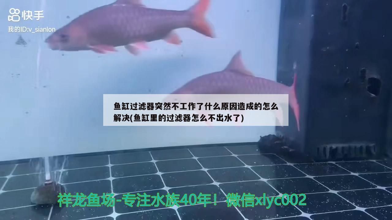 魚缸過濾器突然不工作了什么原因造成的怎么解決(魚缸里的過濾器怎么不出水了)