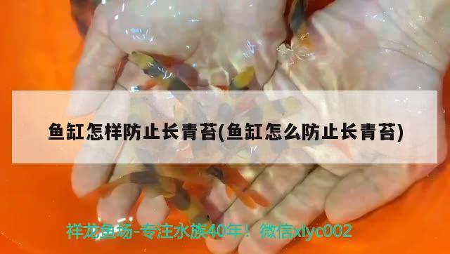 魚缸怎樣防止長(zhǎng)青苔(魚缸怎么防止長(zhǎng)青苔) 魚缸風(fēng)水