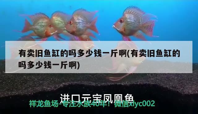 有賣舊魚(yú)缸的嗎多少錢一斤啊(有賣舊魚(yú)缸的嗎多少錢一斤啊) 紅尾平克魚(yú)