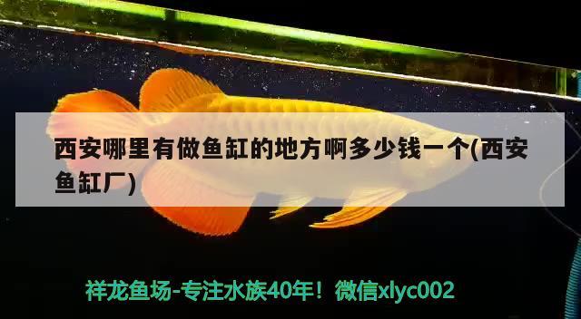 西安哪里有做魚缸的地方啊多少錢一個(西安魚缸廠) 魚缸等水族設(shè)備