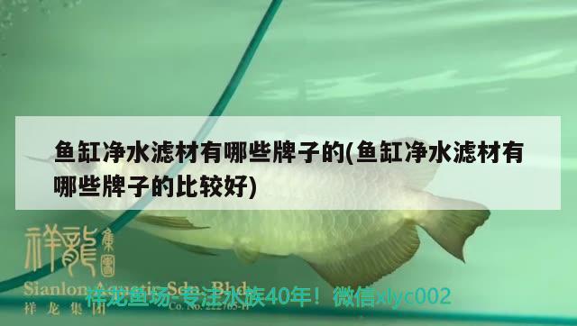 魚缸凈水濾材有哪些牌子的(魚缸凈水濾材有哪些牌子的比較好)