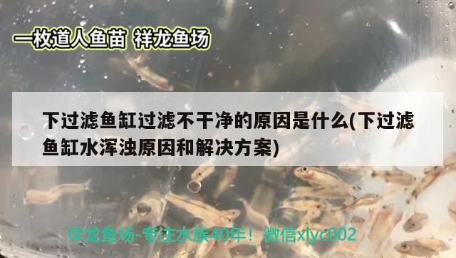 下過濾魚缸過濾不干凈的原因是什么(下過濾魚缸水渾濁原因和解決方案) 國產(chǎn)元寶鳳凰魚