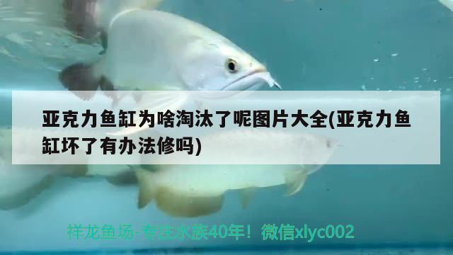 亞克力魚(yú)缸為啥淘汰了呢圖片大全(亞克力魚(yú)缸壞了有辦法修嗎) 雙線側(cè)魚(yú)