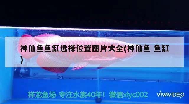 神仙魚魚缸選擇位置圖片大全(神仙魚魚缸)