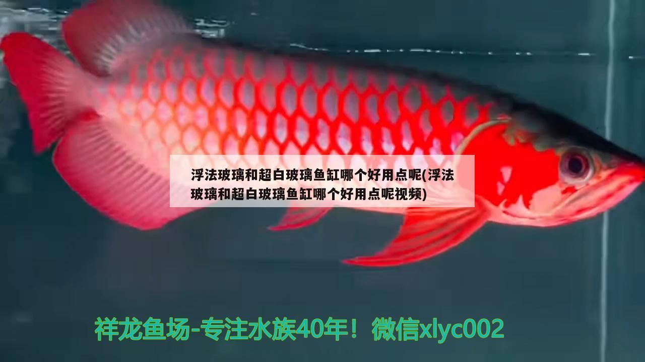 浮法玻璃和超白玻璃魚(yú)缸哪個(gè)好用點(diǎn)呢(浮法玻璃和超白玻璃魚(yú)缸哪個(gè)好用點(diǎn)呢視頻) 祥龍魚(yú)場(chǎng)其他產(chǎn)品