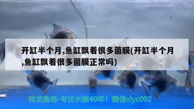 開缸半個(gè)月,魚缸飄著很多菌膜(開缸半個(gè)月,魚缸飄著很多菌膜正常嗎) 紅頭利魚