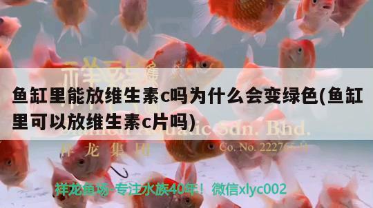 魚缸里能放維生素c嗎為什么會變綠色(魚缸里可以放維生素c片嗎) 飛鳳魚苗