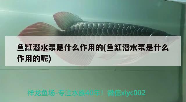 魚缸潛水泵是什么作用的(魚缸潛水泵是什么作用的呢) 大嘴鯨魚