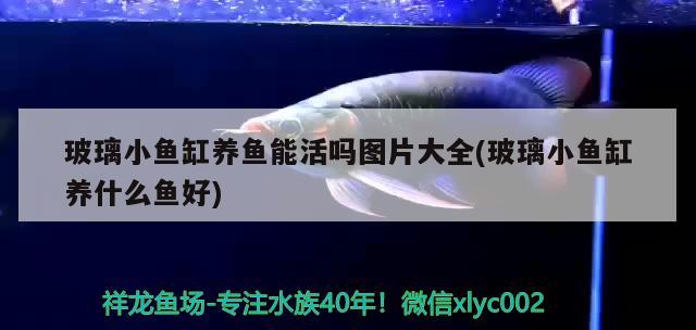 玻璃小魚缸養(yǎng)魚能活嗎圖片大全(玻璃小魚缸養(yǎng)什么魚好) 慈雕魚