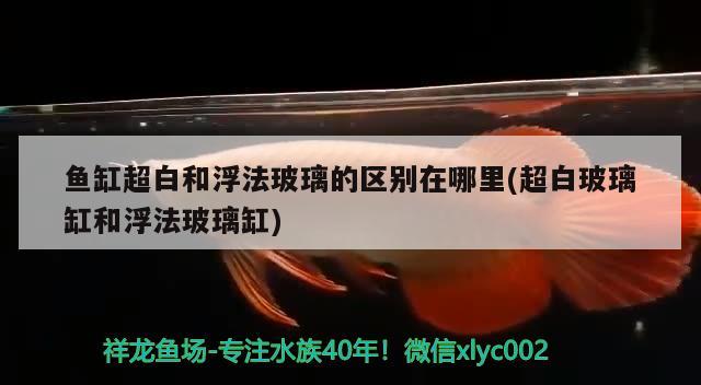 魚(yú)缸超白和浮法玻璃的區(qū)別在哪里(超白玻璃缸和浮法玻璃缸) 印尼三紋虎