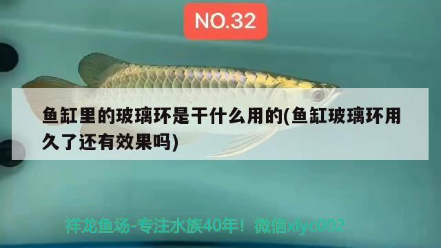 魚缸里的玻璃環(huán)是干什么用的(魚缸玻璃環(huán)用久了還有效果嗎) 金老虎魚