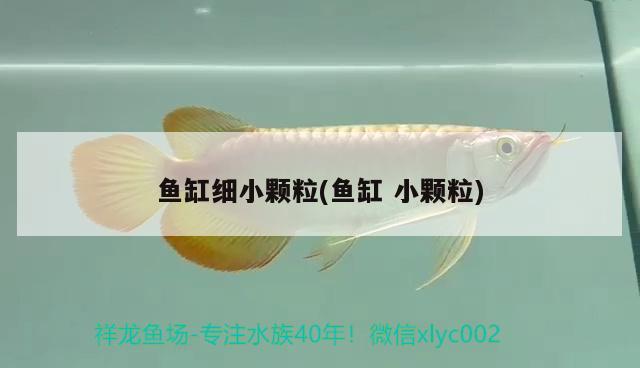 魚缸細小顆粒(魚缸小顆粒)