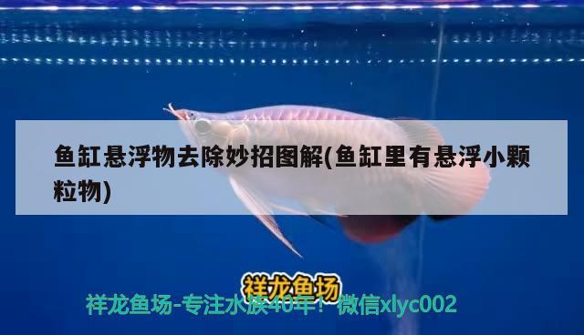 魚缸懸浮物去除妙招圖解(魚缸里有懸浮小顆粒物)