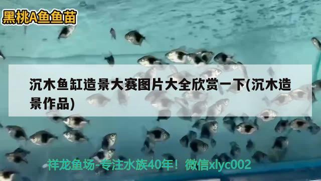 沉木魚缸造景大賽圖片大全欣賞一下(沉木造景作品) 印尼小紅龍 第2張