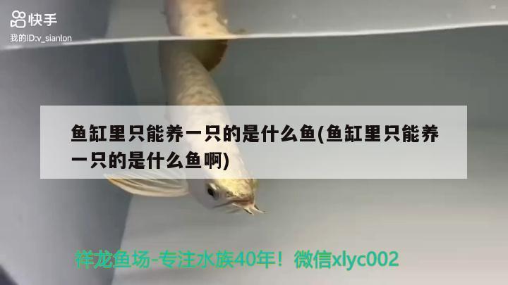 魚缸里只能養(yǎng)一只的是什么魚(魚缸里只能養(yǎng)一只的是什么魚啊)