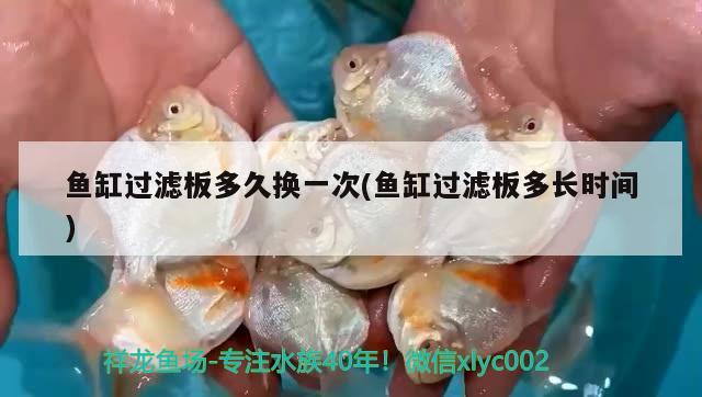 魚缸過濾板多久換一次(魚缸過濾板多長時間)