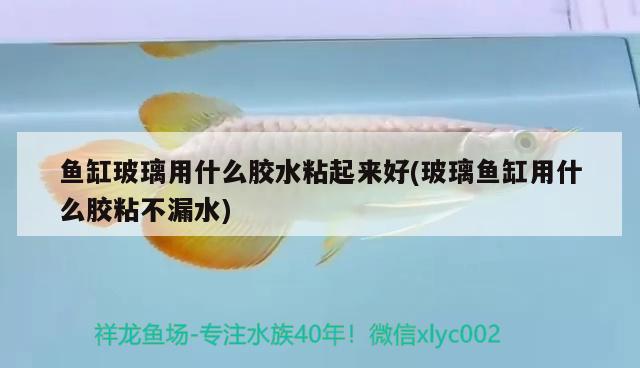 魚缸玻璃用什么膠水粘起來好(玻璃魚缸用什么膠粘不漏水) 七彩神仙魚