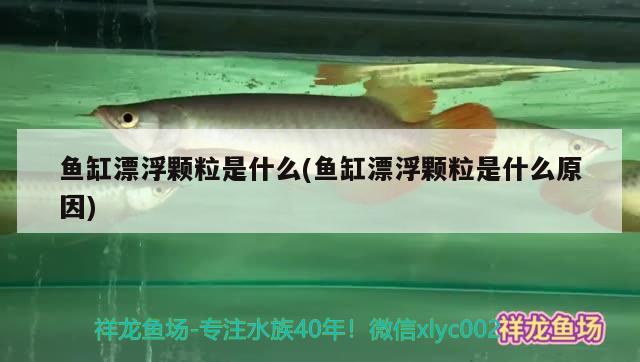 魚缸漂浮顆粒是什么(魚缸漂浮顆粒是什么原因) 觀賞魚市場(chǎng)