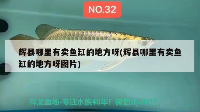 輝縣哪里有賣魚(yú)缸的地方呀(輝縣哪里有賣魚(yú)缸的地方呀圖片) 觀賞魚(yú)市場(chǎng)