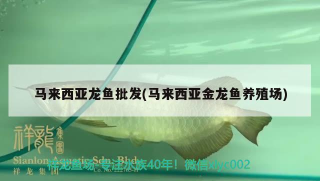 馬來西亞龍魚批發(fā)(馬來西亞金龍魚養(yǎng)殖場)