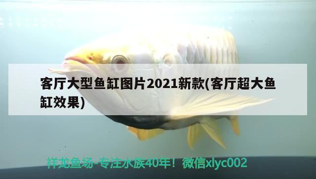 客廳大型魚缸圖片2021新款(客廳超大魚缸效果) 紅勾銀版魚