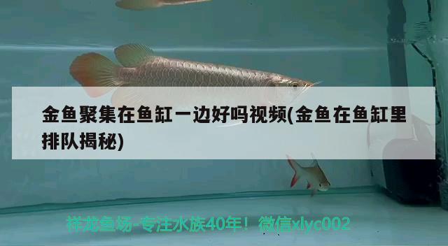 金魚聚集在魚缸一邊好嗎視頻(金魚在魚缸里排隊(duì)揭秘) 狗仔招財(cái)貓魚