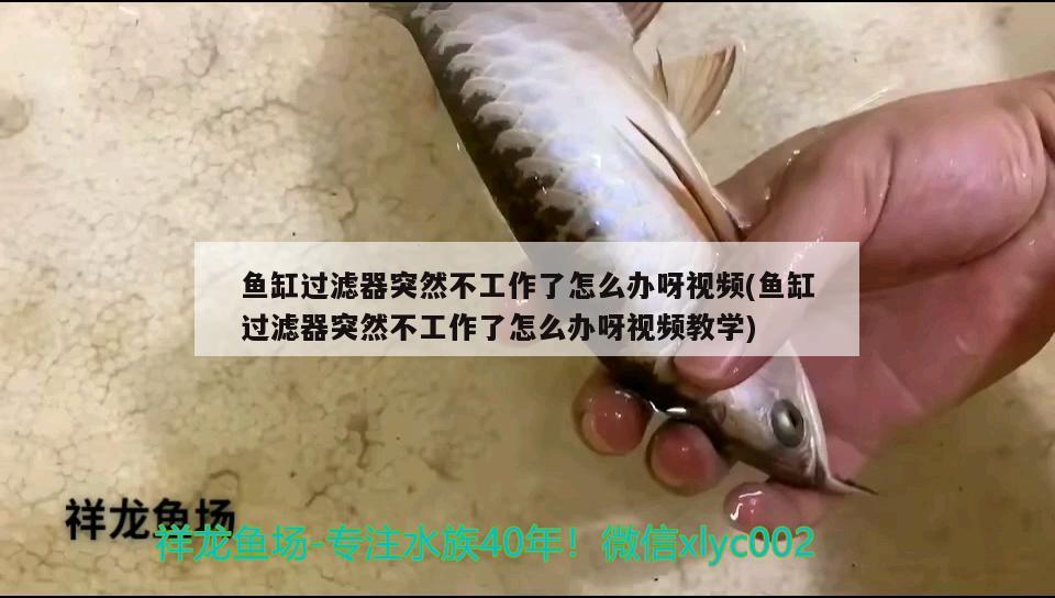 魚缸過濾器突然不工作了怎么辦呀視頻(魚缸過濾器突然不工作了怎么辦呀視頻教學)