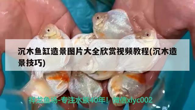 沉木魚(yú)缸造景圖片大全欣賞視頻教程(沉木造景技巧) 白化火箭魚(yú) 第2張