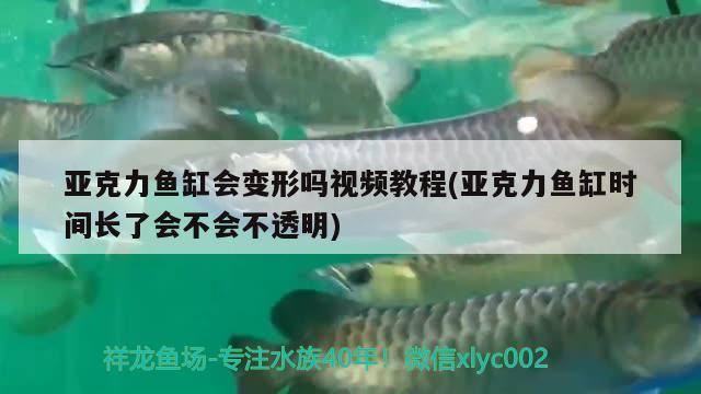 亞克力魚缸會變形嗎視頻教程(亞克力魚缸時間長了會不會不透明)