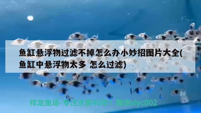 魚缸懸浮物過濾不掉怎么辦小妙招圖片大全(魚缸中懸浮物太多怎么過濾)