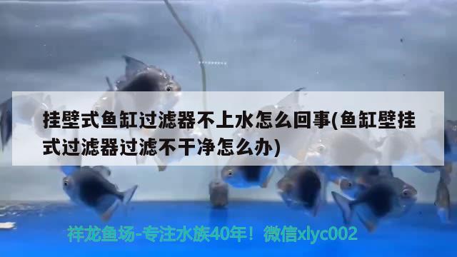 掛壁式魚缸過濾器不上水怎么回事(魚缸壁掛式過濾器過濾不干凈怎么辦) 粗線銀版魚苗