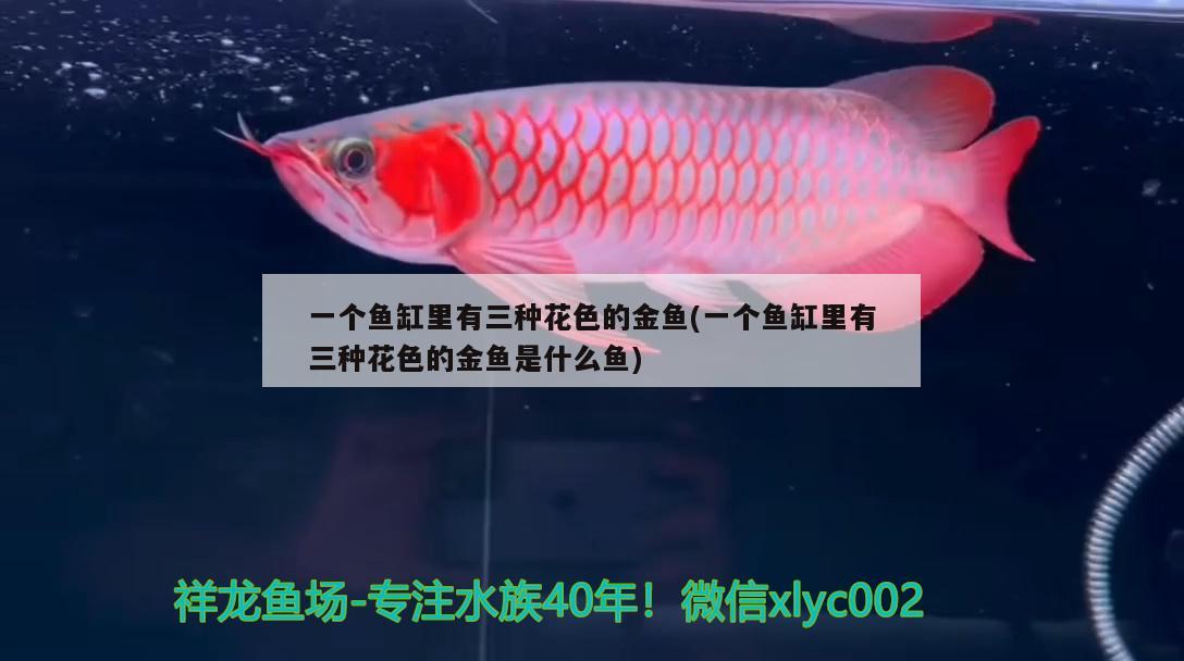 一個(gè)魚(yú)缸里有三種花色的金魚(yú)(一個(gè)魚(yú)缸里有三種花色的金魚(yú)是什么魚(yú))