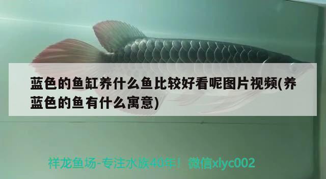 藍(lán)色的魚缸養(yǎng)什么魚比較好看呢圖片視頻(養(yǎng)藍(lán)色的魚有什么寓意) 金龍魚百科