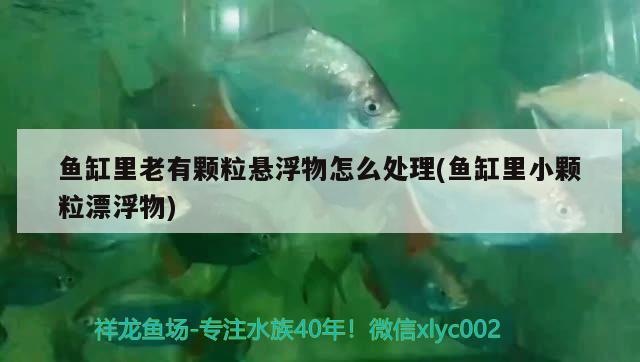 魚缸里老有顆粒懸浮物怎么處理(魚缸里小顆粒漂浮物)