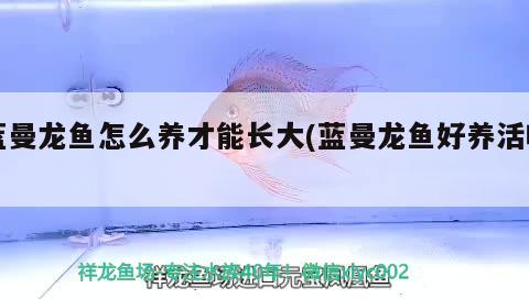 藍(lán)曼龍魚(yú)怎么養(yǎng)才能長(zhǎng)大(藍(lán)曼龍魚(yú)好養(yǎng)活嗎) 肺魚(yú)