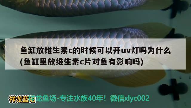 魚缸放維生素c的時(shí)候可以開uv燈嗎為什么(魚缸里放維生素c片對(duì)魚有影響嗎)