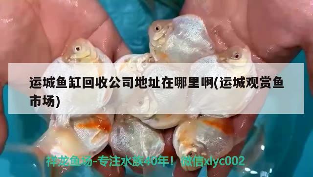 運(yùn)城魚缸回收公司地址在哪里啊(運(yùn)城觀賞魚市場)