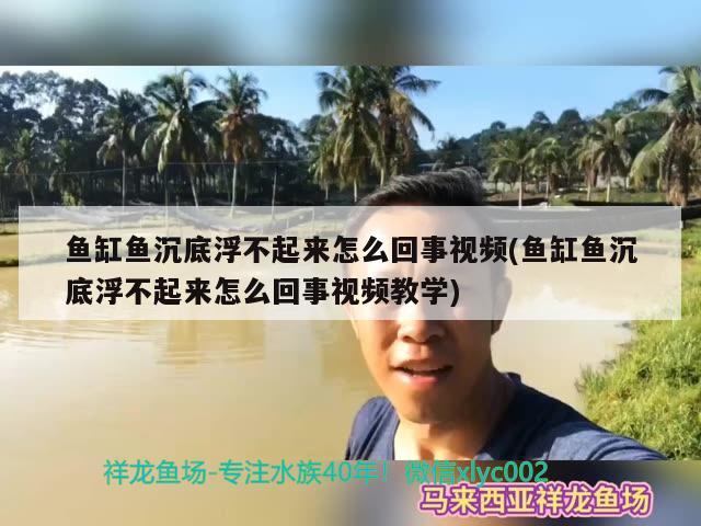 魚缸魚沉底浮不起來怎么回事視頻(魚缸魚沉底浮不起來怎么回事視頻教學(xué)) 委內(nèi)瑞拉奧里諾三間魚苗