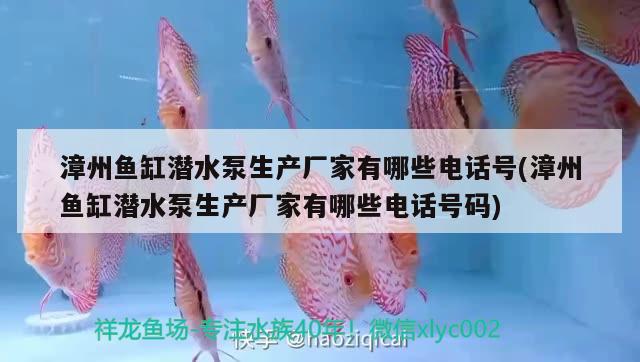 漳州魚缸潛水泵生產(chǎn)廠家有哪些電話號(漳州魚缸潛水泵生產(chǎn)廠家有哪些電話號碼) 金老虎魚