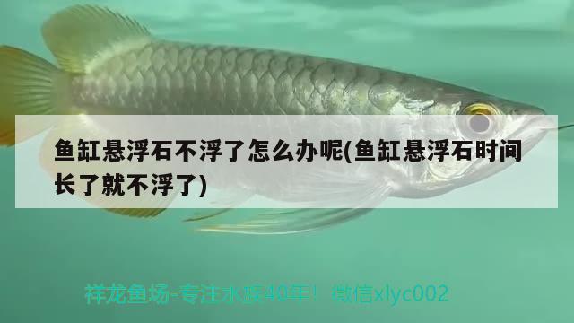 魚缸懸浮石不浮了怎么辦呢(魚缸懸浮石時間長了就不浮了) 月光鴨嘴魚