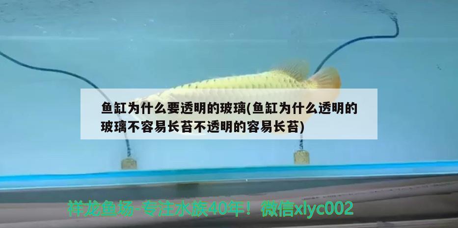 魚缸為什么要透明的玻璃(魚缸為什么透明的玻璃不容易長(zhǎng)苔不透明的容易長(zhǎng)苔) 黃金達(dá)摩魚