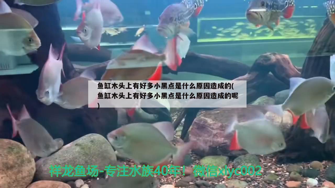 魚缸木頭上有好多小黑點(diǎn)是什么原因造成的(魚缸木頭上有好多小黑點(diǎn)是什么原因造成的呢)