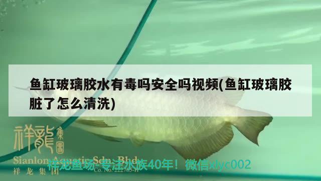 魚缸玻璃膠水有毒嗎安全嗎視頻(魚缸玻璃膠臟了怎么清洗) 祥龍金禾金龍魚 第1張