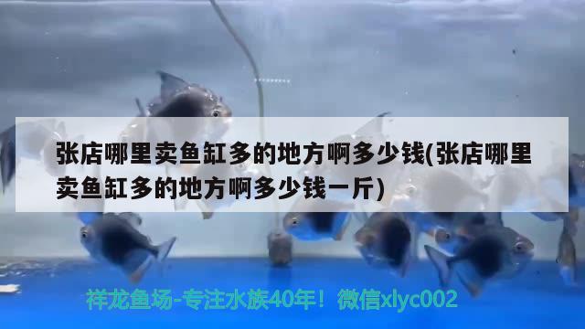 張店哪里賣魚缸多的地方啊多少錢(張店哪里賣魚缸多的地方啊多少錢一斤)