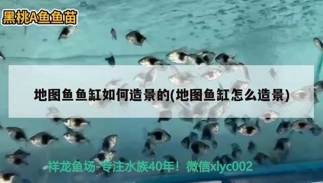 地圖魚魚缸如何造景的(地圖魚缸怎么造景) 三間鼠魚苗