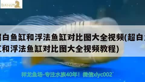 超白魚缸和浮法魚缸對(duì)比圖大全視頻(超白魚缸和浮法魚缸對(duì)比圖大全視頻教程) 印尼小紅龍