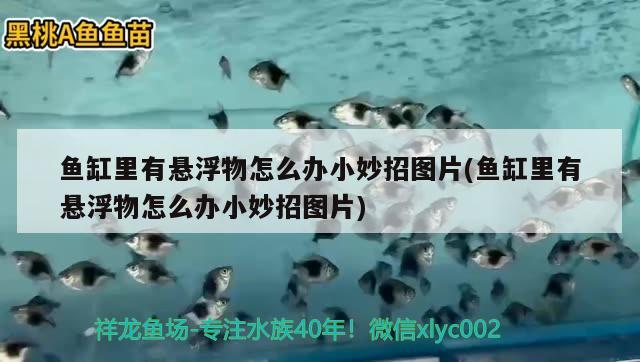 魚缸里有懸浮物怎么辦小妙招圖片(魚缸里有懸浮物怎么辦小妙招圖片) 龍魚專用燈