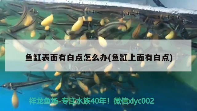 魚缸表面有白點(diǎn)怎么辦(魚缸上面有白點(diǎn)) 泰龐海鰱魚