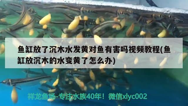 魚缸放了沉木水發(fā)黃對(duì)魚有害嗎視頻教程(魚缸放沉木的水變黃了怎么辦)