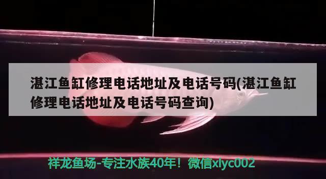 湛江魚(yú)缸修理電話地址及電話號(hào)碼(湛江魚(yú)缸修理電話地址及電話號(hào)碼查詢) 白子金龍魚(yú)